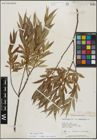 Foto von Salix lucida Muhl.